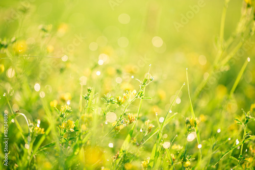 Morning landscape sunrise in the meadow, on the grass and flowers of the drops of dew. The idea of the background of Mother's day, 8 March and World environment day. Soft focus