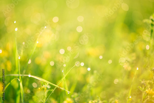 Morning landscape sunrise in the meadow, on the grass and flowers of the drops of dew. The idea of the background of Mother's day, 8 March and World environment day. Soft focus