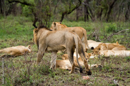 lions in the kruger national park