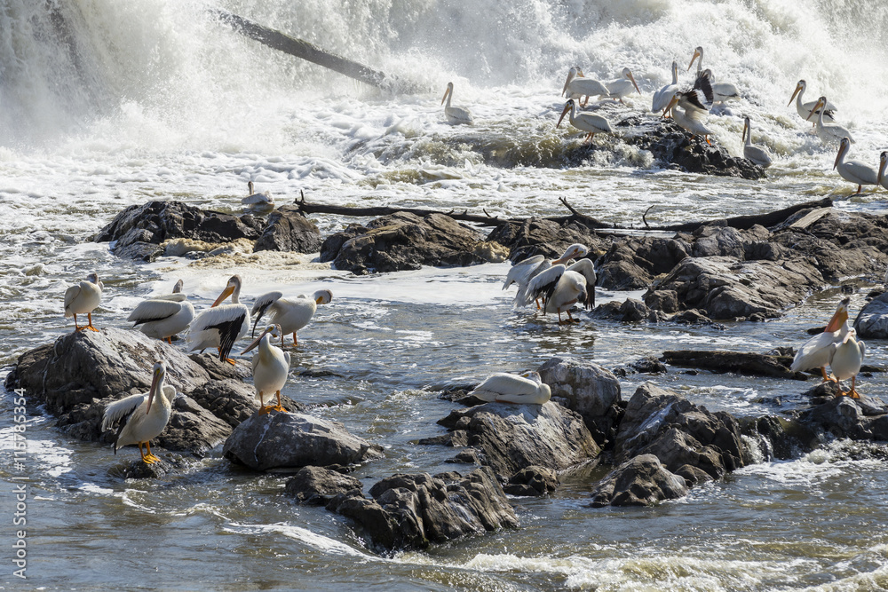 Obraz premium Pelicans