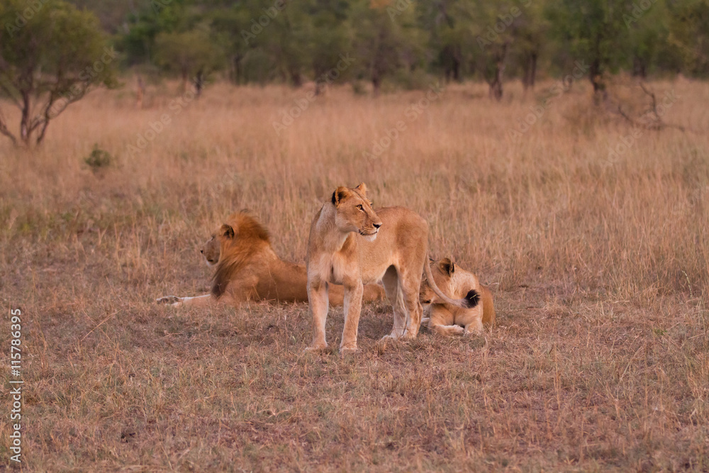 Fototapeta premium lions in kruger national park in south africa