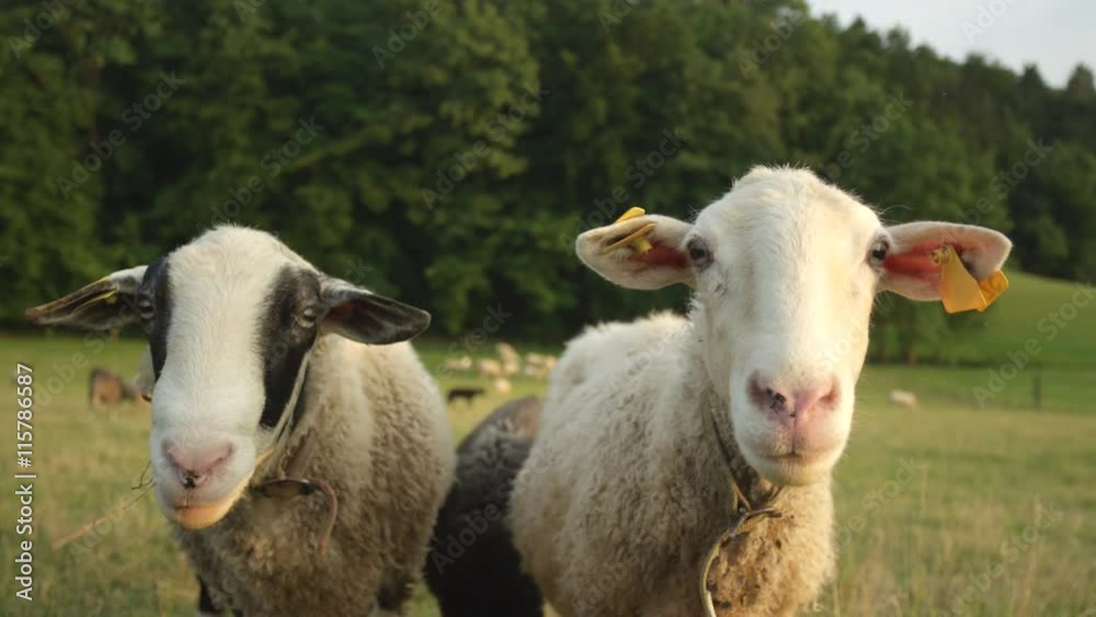 CLOSE UP: Couple of sheep looking into camera on pasture CLOSE UP: Couple of sheep looking into camera on pasture