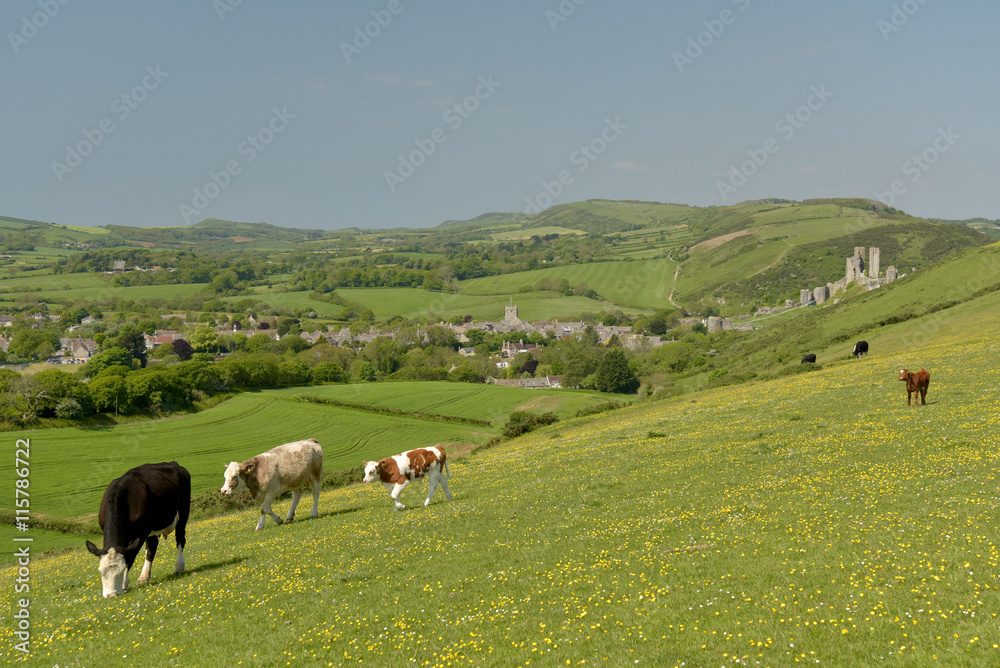 Cows on ridge above Corfe Castle, Dorset Cows on ridge above Corfe Castle, Dorset
