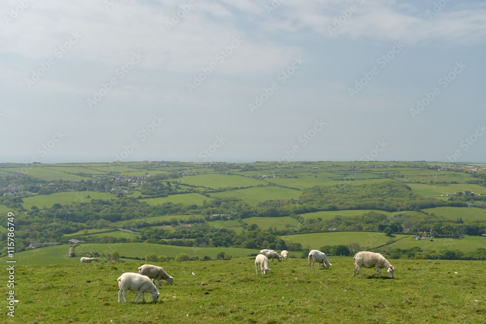 Fototapeta premium Sheep on ridge above Corfe Castle, Dorset