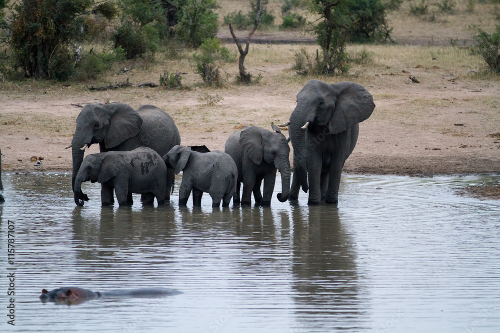 elephants in kruger park in south africa
