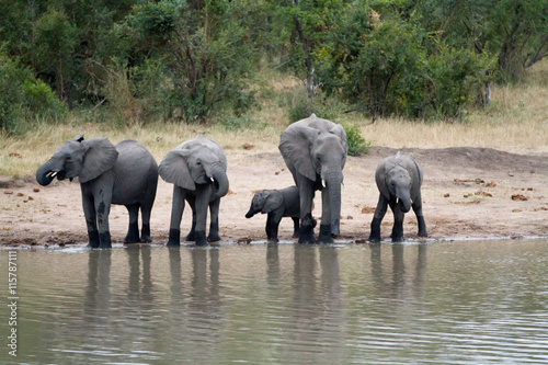 elephants in kruger park in south africa