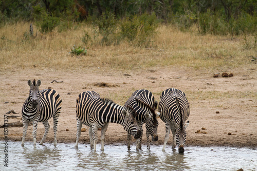 zebra in kruger naional park in south africa