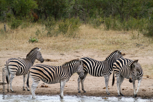 zebra in kruger naional park in south africa