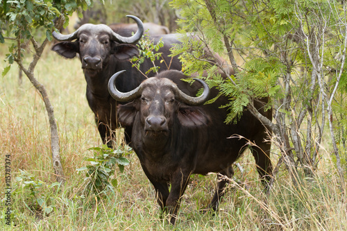 buffalos in the kruger national park