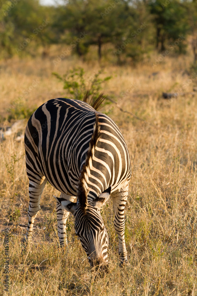 Obraz premium zebra in kruger naional park in south africa