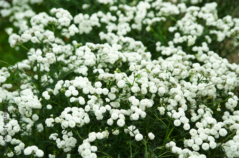 Мелкие белые цветы растут на клумбе Photos
