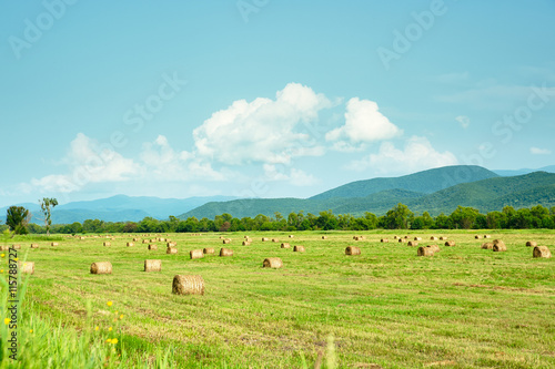 Рулоны сена в поле