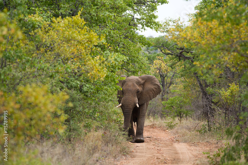 Obraz na płótnie elephants in kruger national park in south africa w salonie