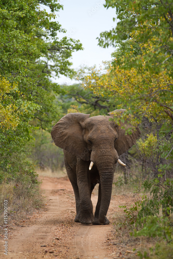 elephants in kruger national park in south africa