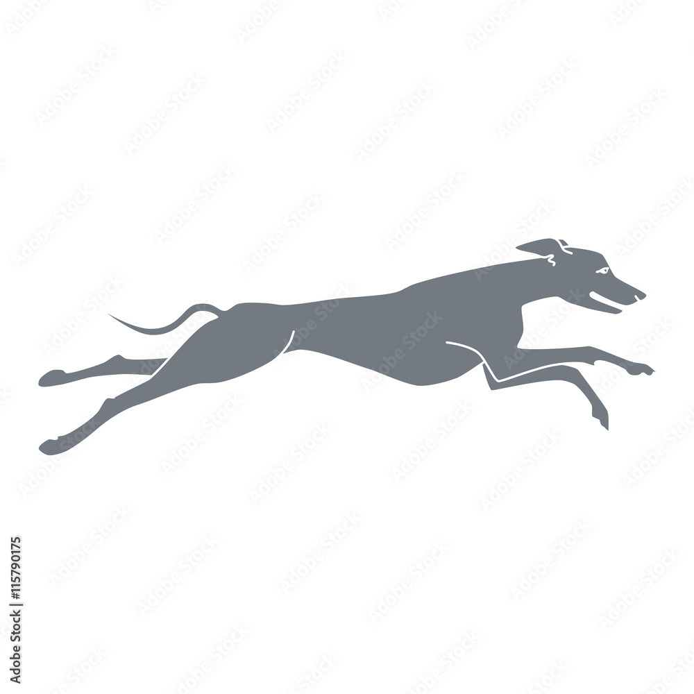 Vector silhouette of running dog whippet breed