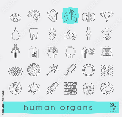 Icons presenting various organs of the human body. Set of premium quality line icons. Collection of anatomy icons. Medical and science. 