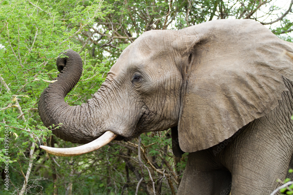 Fototapeta premium elephants in kruger national park in south africa