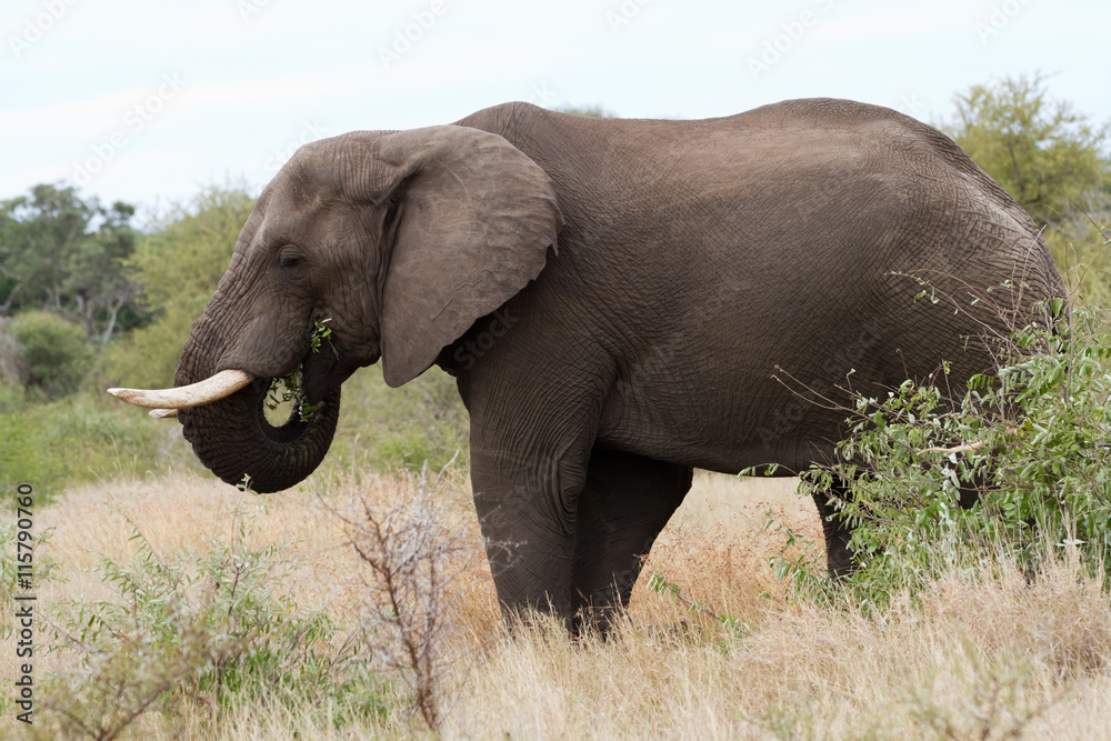 Fototapeta premium elephants in kruger park