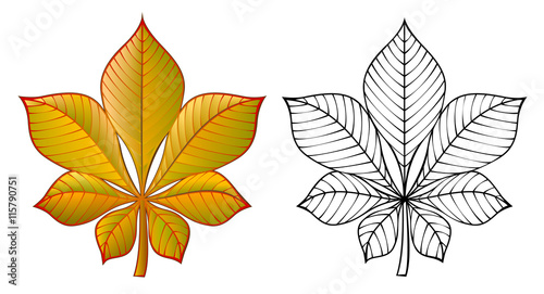Colorful and black and white pattern chestnut leaf, vector cartoon image.