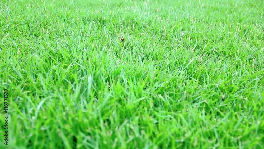 Grass V 04 Grass V 04