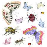 Watercolor insects set