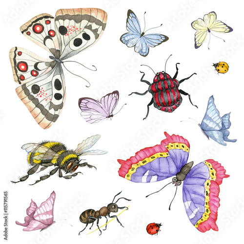 Watercolor insects set © evakaterina