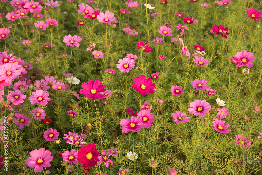beautiful cosmos flowers field with sunset autumn landscape. beautiful cosmos flowers field with sunset autumn landscape.