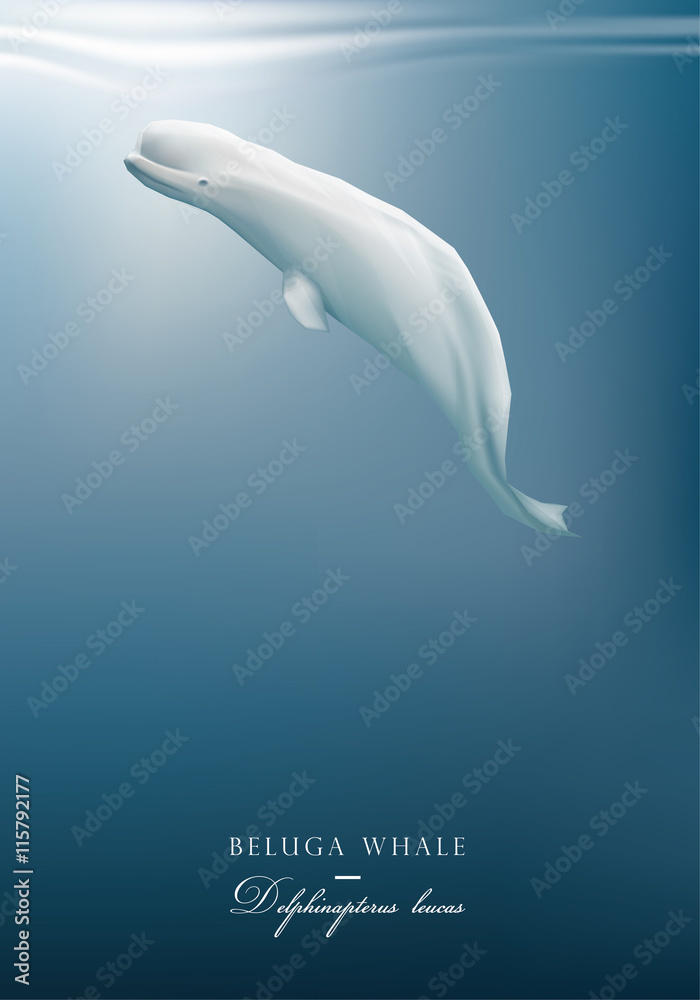 Fototapeta premium Beluga whale pływanie pod ilustracji wektorowych powierzchni błękitnego oceanu