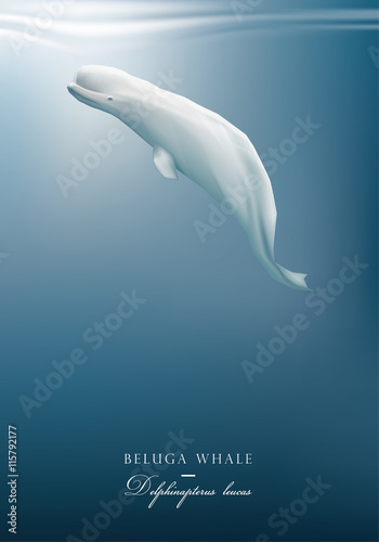 Fototapeta Beluga whale swimming under the blue ocean surface vector illustration