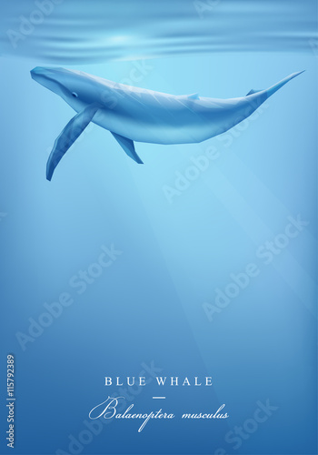 Blue whale swimming under the ocean surface vector illustration