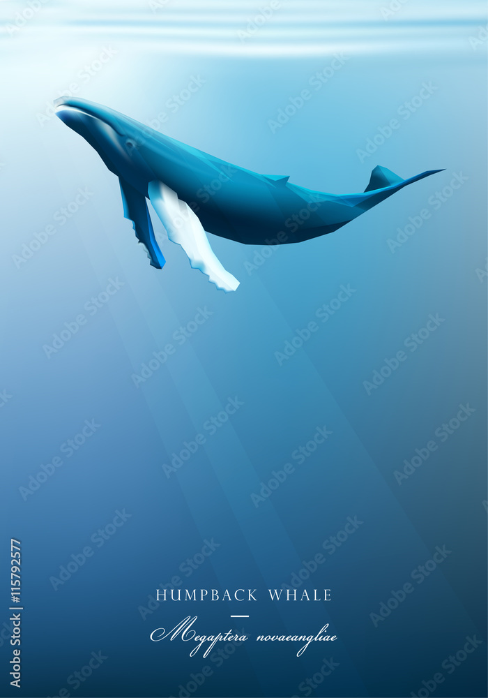 Obraz premium Humpback whale swimming under the blue ocean surface vector illustration