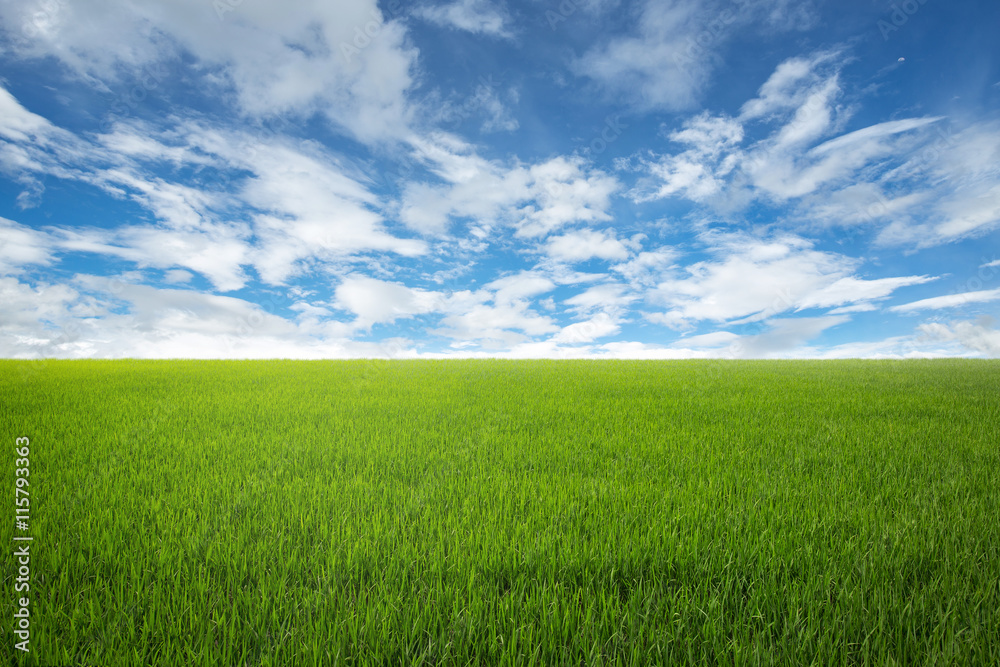 Lawn with sky