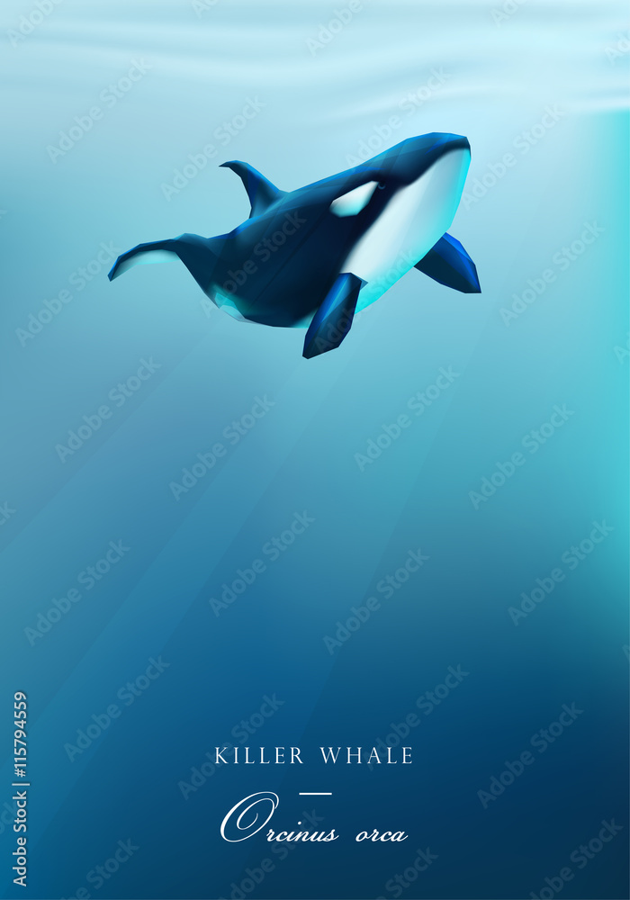 Obraz premium Orca, Killer whale swimming under the ocean surface vector illustration