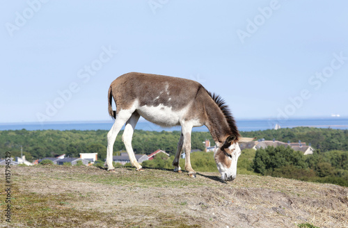 A donkey on a dutch wadden island called Vlieland photo