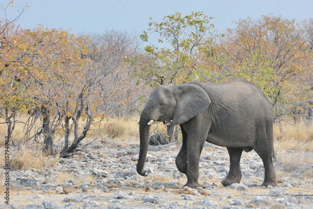 afrikanischer Elefant (Loxodonta africana) im Etosha Nationalpark