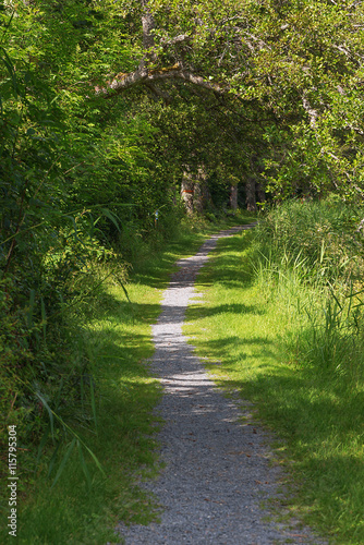 Lush pathway like a tunnel ...