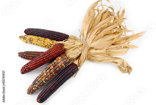 Cob corn Indian isolated on white