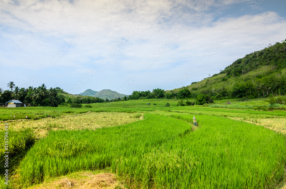 green rice fields industrial crops