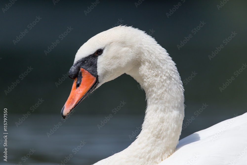 Side view portrait of mute swan (Cygnus olor) Side view portrait of mute swan (Cygnus olor)