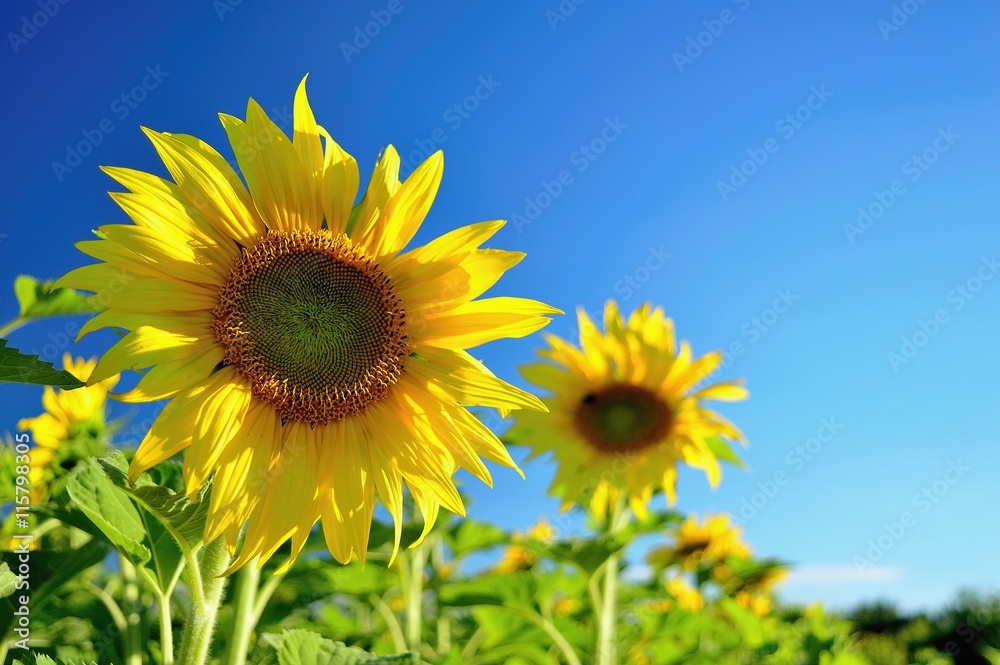 Sunflower field in the summer in Slovakia Sunflower field in the summer in Slovakia