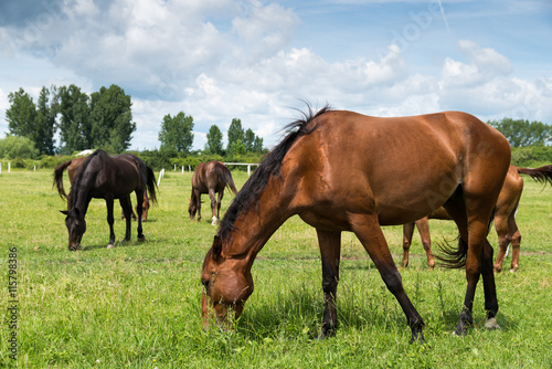 horses on the farm © klagyivik