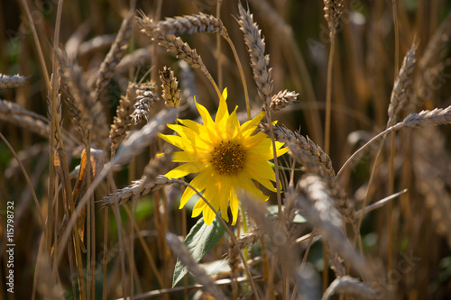 sunflower among the spikelets of wheat in a field texture agricu © ashva