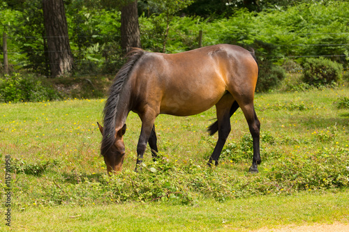 Wild pony New Forest Hants England UK © acceleratorhams