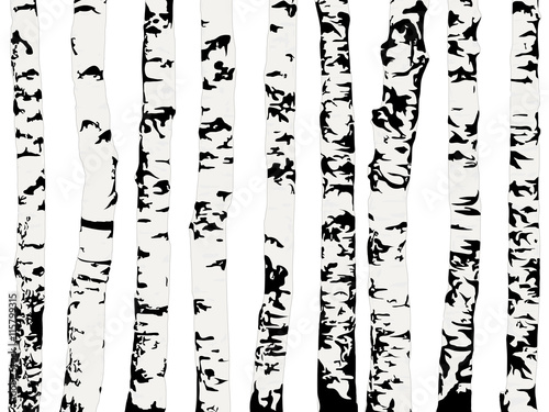 Fototapeta  brzozowy las