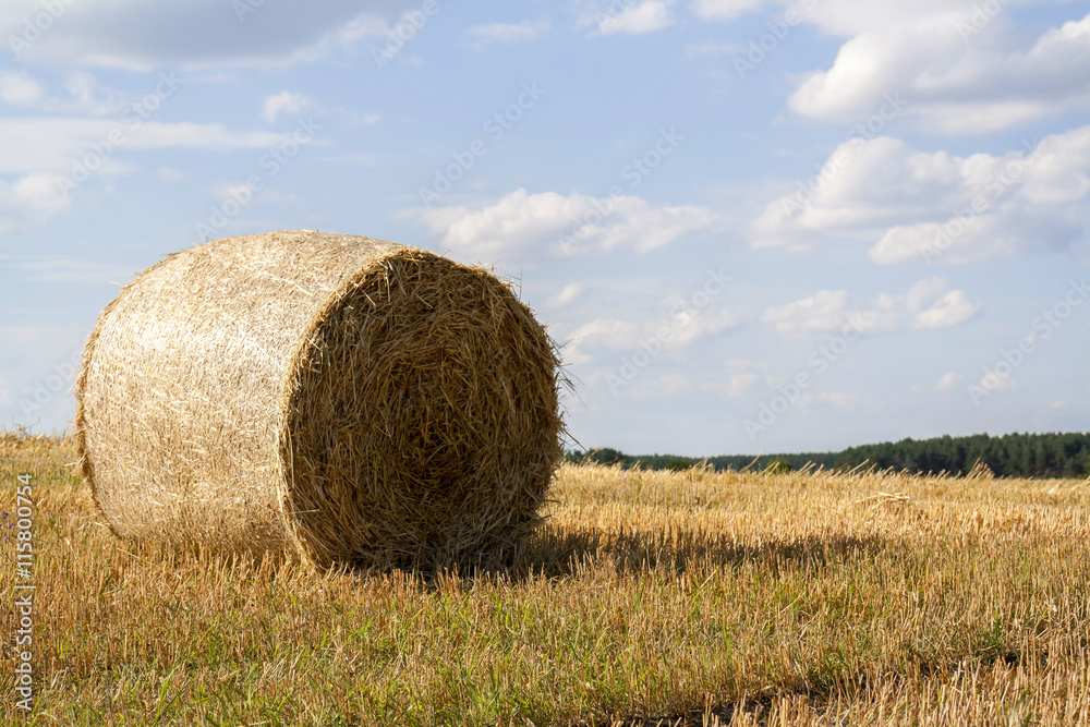 Straw bales in fields farmland with blue cloudy sky at harvesting time Straw bales in fields farmland with blue cloudy sky at harvesting time