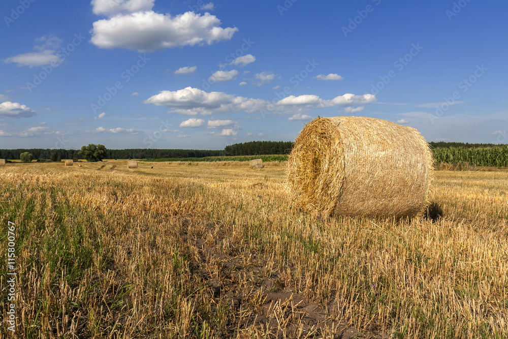Straw bales in fields farmland with blue cloudy sky at harvesting time