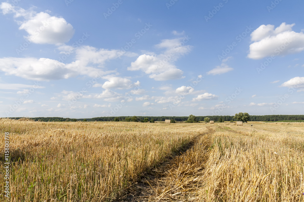 Straw bales in fields farmland with blue cloudy sky at harvesting time