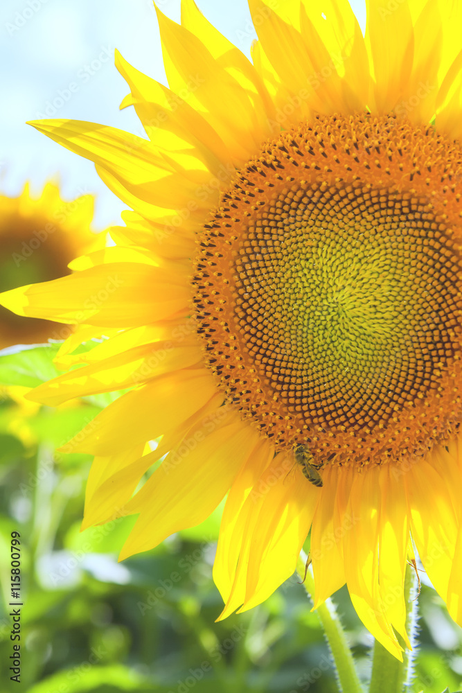 Fototapeta premium Yellow sunflowers with bee on field farmland with blue cloudy sky. Filter applied in post-production - sunlight effect