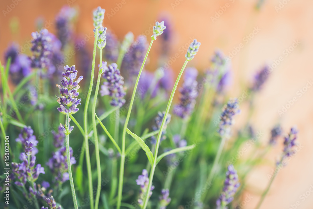 Obraz premium lavender flowers in front of terracotta colored clay pot