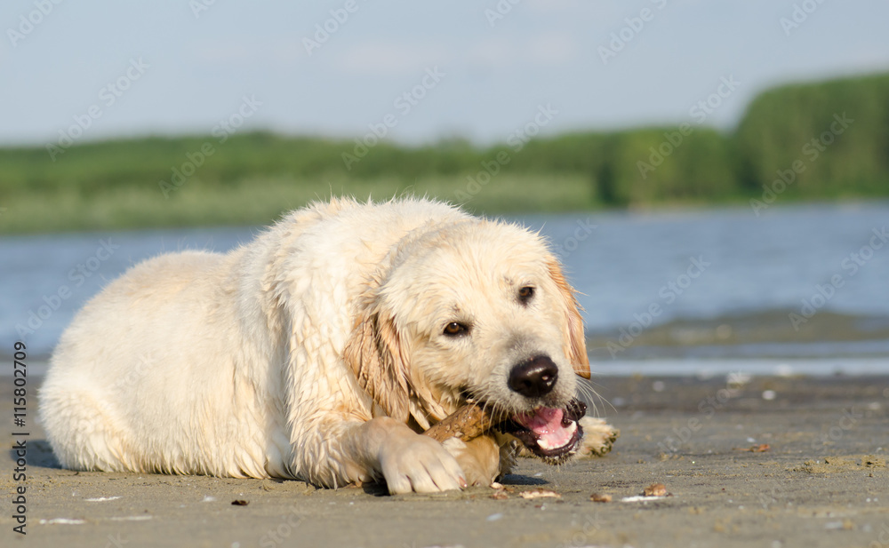 Golden retriever dog bite a wood stick on sand river's shore